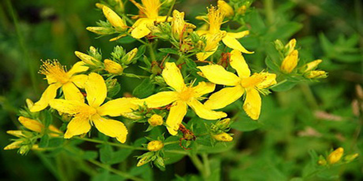 How to make Hypericum Oil!